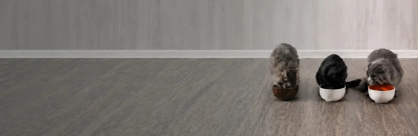 A happy dog and cat together — Find Pet Insurance hero banner