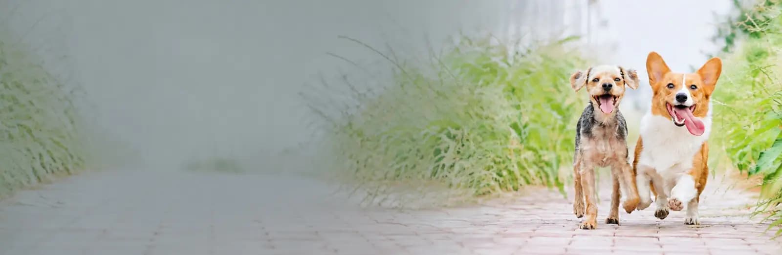 A happy dog and cat together — Find Pet Insurance hero banner