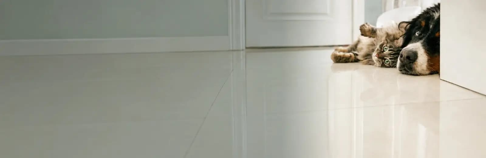 A happy dog and cat together — Find Pet Insurance hero banner