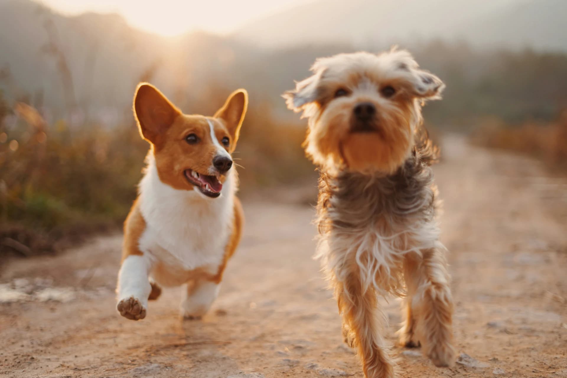 Two joyful dogs running outdoors