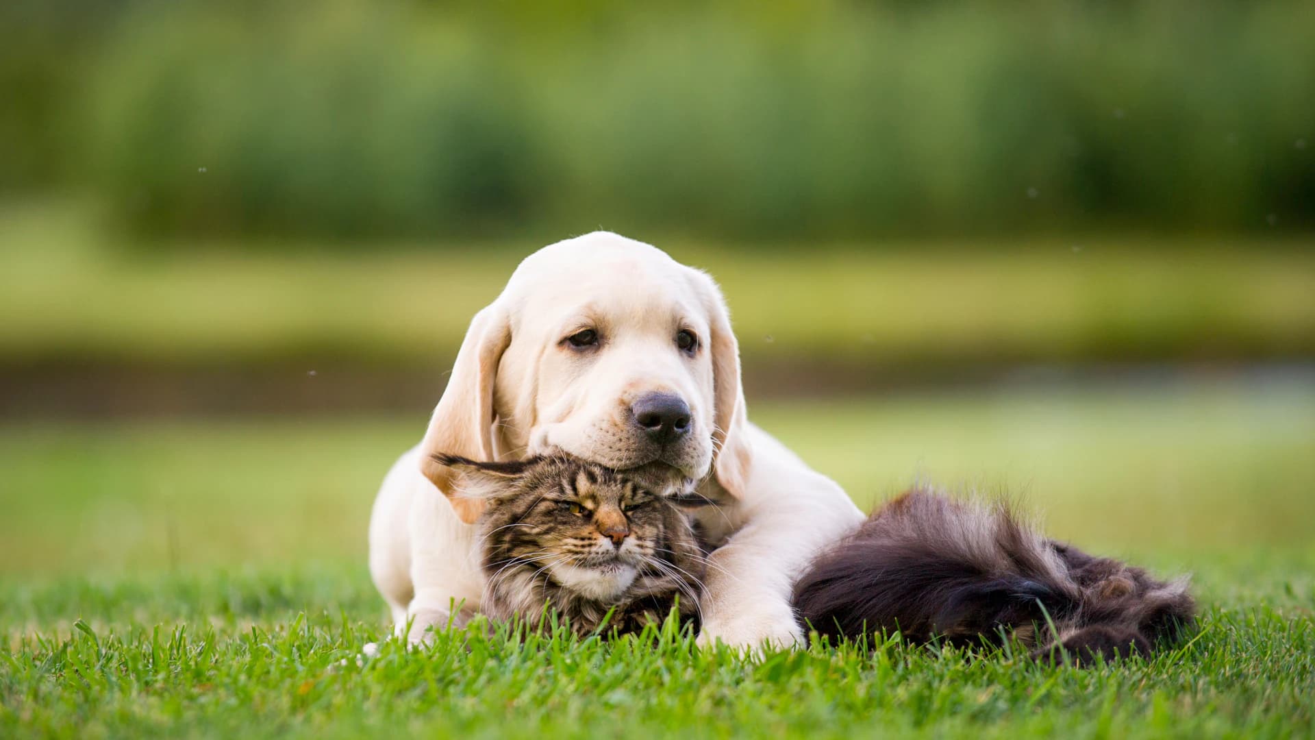 A dog gently holding a cat outdoors